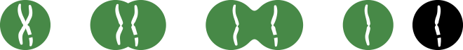 Illustration of a cell/chromosome splitting.