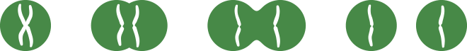Illustration of a cell/chromosome splitting.